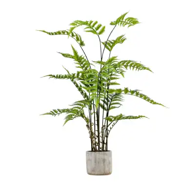 Cream Green Potted Fern in Cement Pot Large