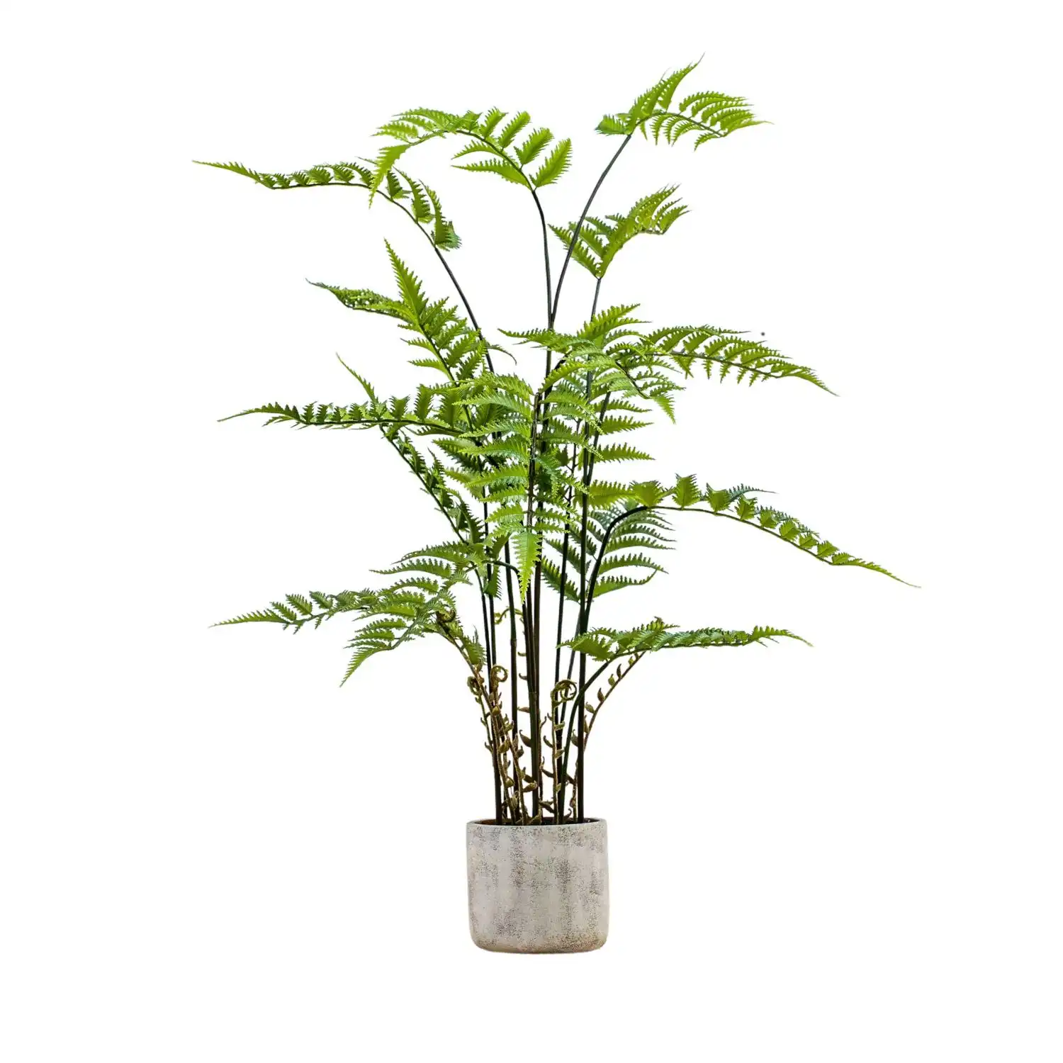 Cream Green Potted Fern in Cement Pot Large